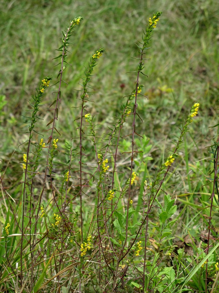 Odontites jaubertianus